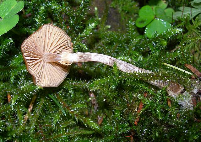 Avventura  Galerinica  sul  pianeta  Jurassiano